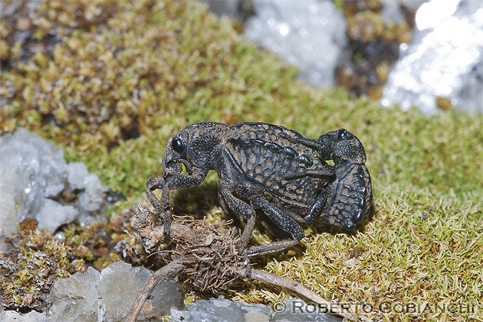 da identificare: Brachycerus undatus